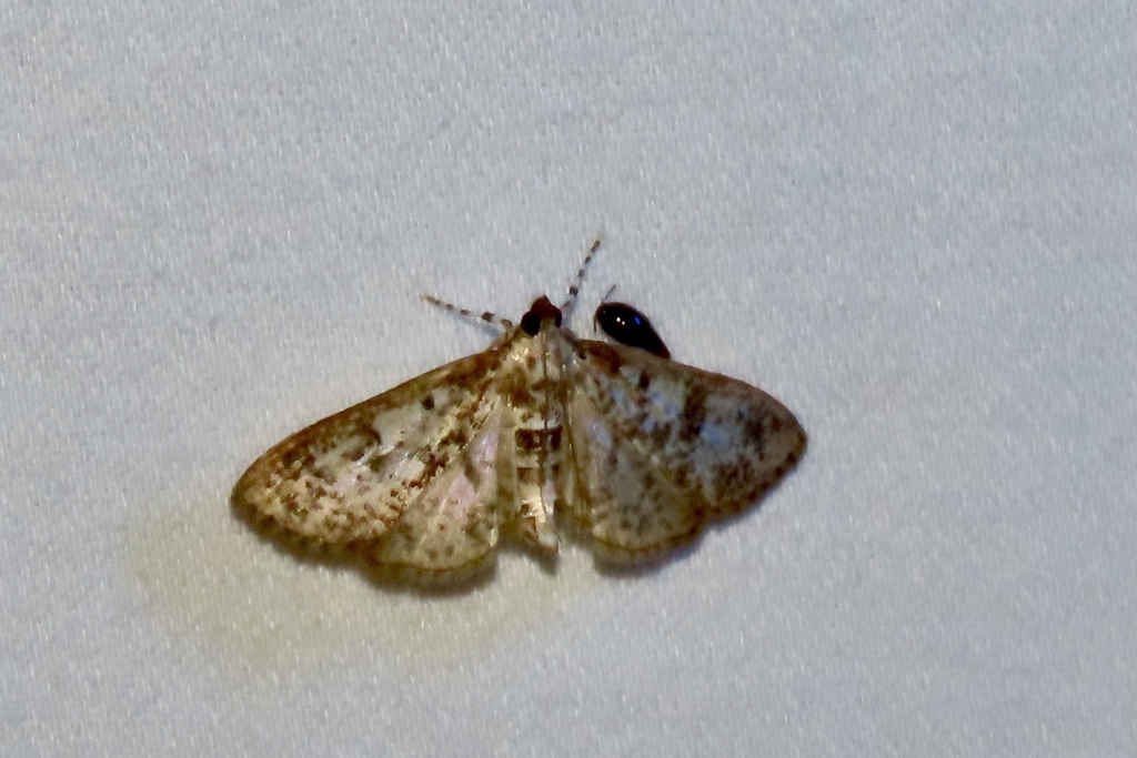 Palpita from Holford Rd, Garland, TX, US on July 20, 2024 at 09:58 PM ...