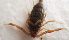 Parabuthus granulatus