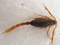 Parabuthus granulatus