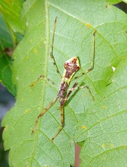 Epidaus