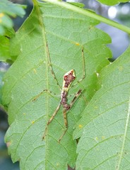 Epidaus