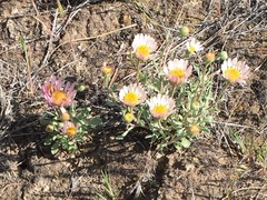 Townsendia florifera