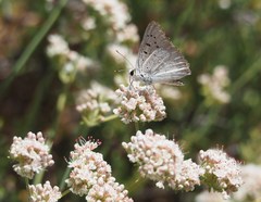 Tharsalea xanthoides