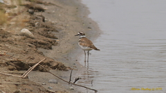 Charadrius vociferus