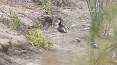 Himantopus mexicanus