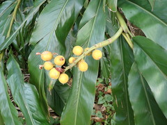 Alpinia hainanensis, photograph (c) W Rao, some rights reserved (CC BY)