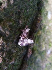 Gasterocercus onizo