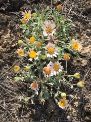 Townsendia florifera