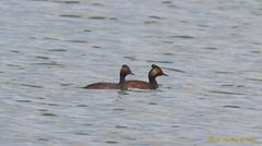Podiceps nigricollis