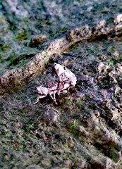 Gasterocercus onizo