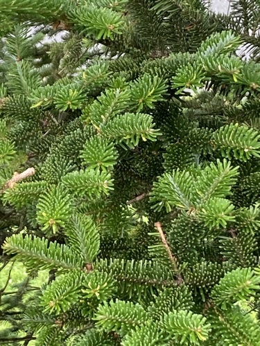 Image of Abies fraseri by (c) Matthew Inabinett, some rights reserved (CC BY)