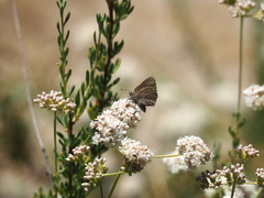 Satyrium auretorum