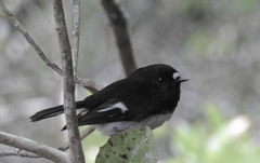 Petroica macrocephala toitoi