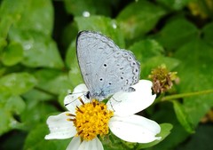 Celastrina lavendularis