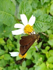 Caltoris cahira austeni