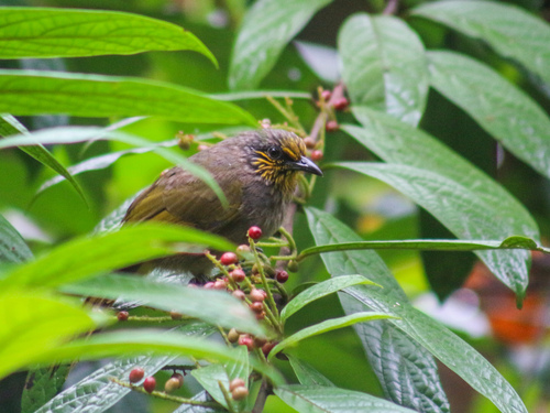 Stripe-throated Bulbul (Pycnonotus finlaysoni), photo 7