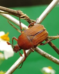 Cosmiomorpha similis
