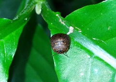 Phyllomegacopta majuscula