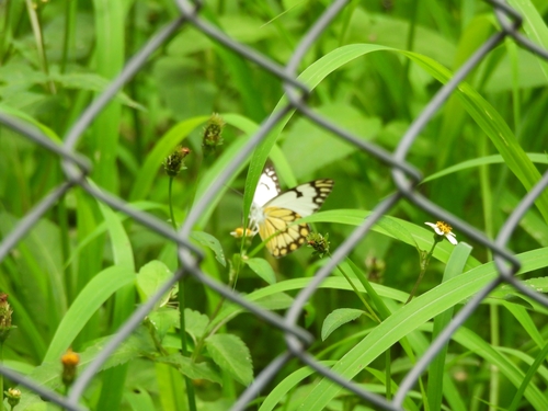 Pioneer White