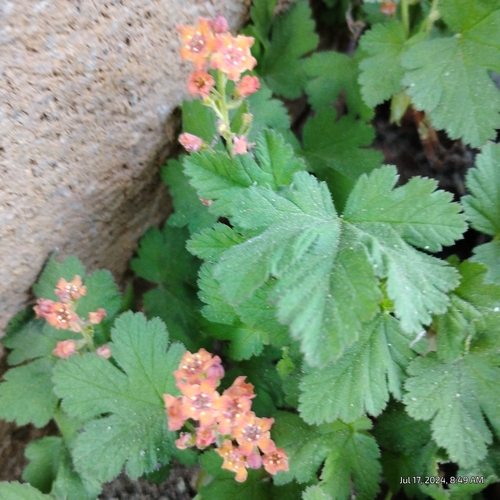 Crater Lake currant (Ribes erythrocarpum)