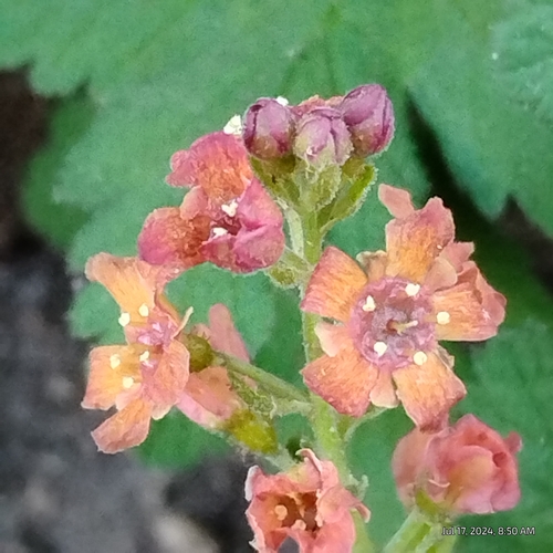 Image of Ribes erythrocarpum by (c) Bryce, some rights reserved (CC BY)