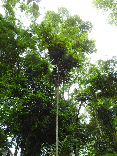 Protium panamense observed 2024-06-05