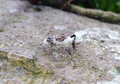 Gasterocercus onizo
