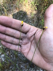 Xyris elliottii