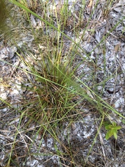 Xyris elliottii