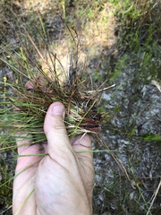 Xyris elliottii