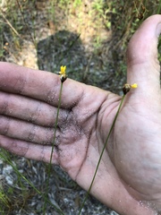 Xyris elliottii