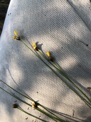 Xyris elliottii