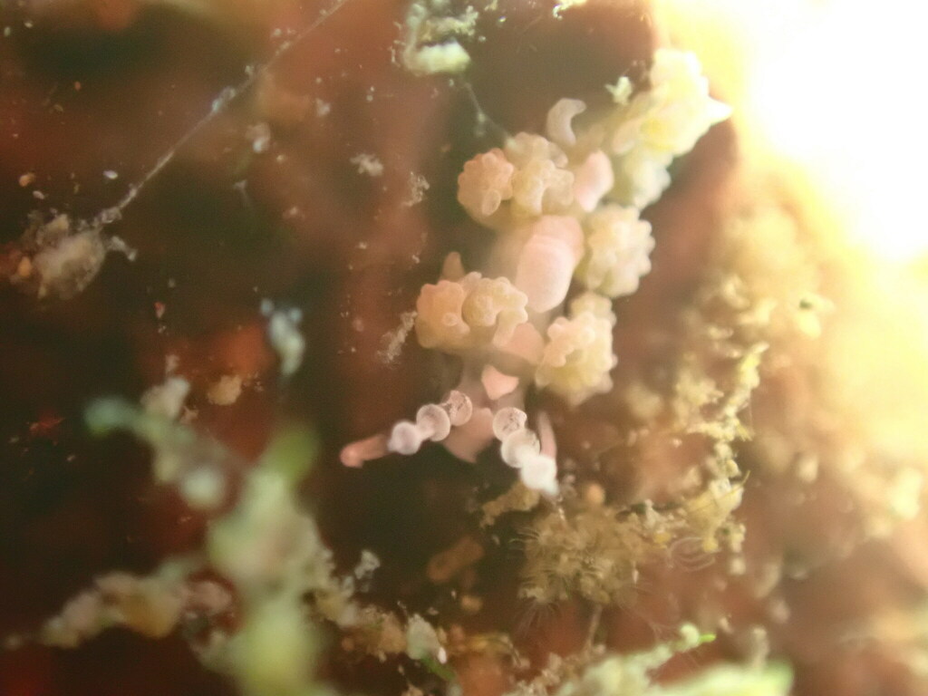 White-diamond Egg-eater