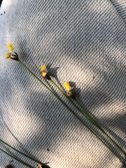 Xyris elliottii