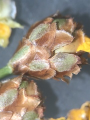 Xyris elliottii