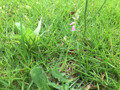 Spiranthes australis