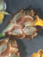 Xyris elliottii