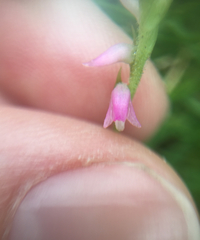Spiranthes australis
