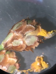 Xyris elliottii
