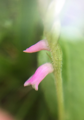 Spiranthes australis