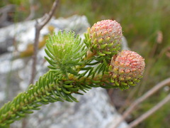 Berzelia rubra