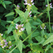 Prunella vulgaris lanceolata - Photo (c) Frank Mayfield, algunos derechos reservados (CC BY-SA)