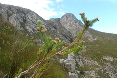 Berzelia rubra