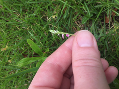 Spiranthes australis