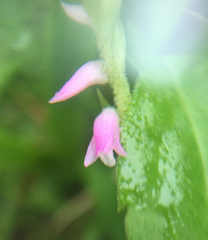 Spiranthes australis