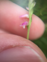 Spiranthes australis
