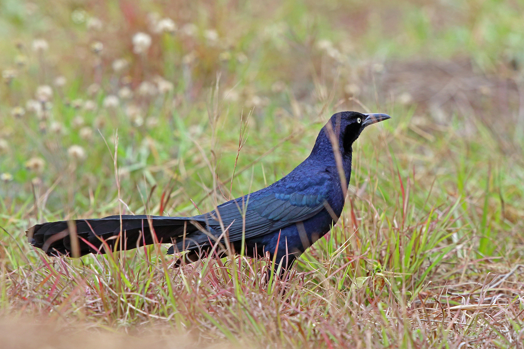 Great-tailed Grackle