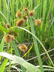 Cyperus cephalanthus