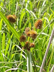 Cyperus cephalanthus