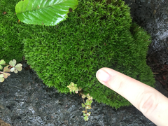 Bryopsida